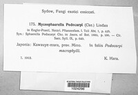 Mycosphaerella podocarpi image